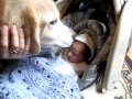 Golden Retriever Earl meets our newborn baby for the 1st time