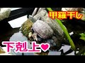 クサガメの見苦しい甲羅干し戦争☆ のどかで小悪魔的なクサガメの日常