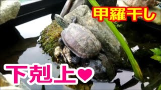 クサガメの見苦しい甲羅干し戦争☆ のどかで小悪魔的なクサガメの日常