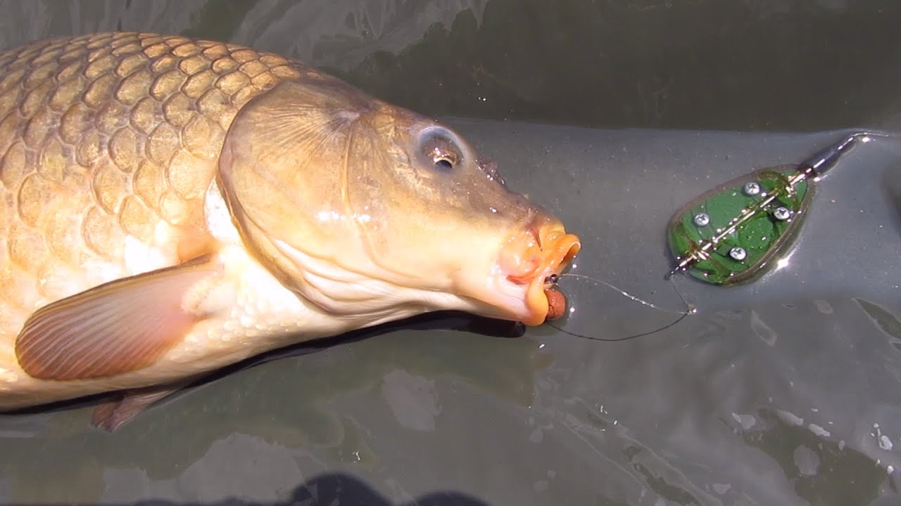 Ensemble Amorce De Fond Méthode Mix Bol Vert + 4 Mangeoires Feeder Pour Pêche à La Carpe - NGT