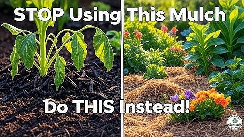 Why Your Mulch Is Killing Your Plants — Use THIS Instead