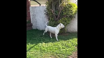 Biggest Dogo Argentino Dog Apache Martin Prhaper Shorts Reels Trending Dogpuppies Dogsworld 