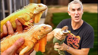 IGUANA INSANITY - CrittaCam