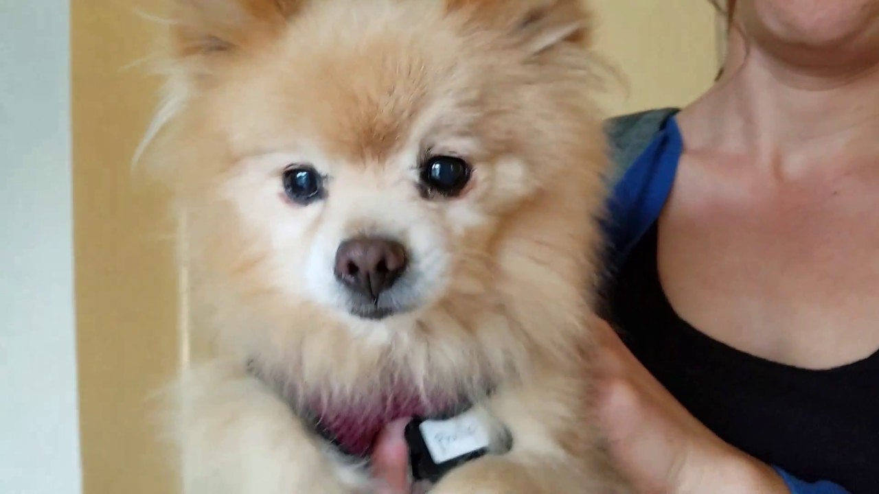 Phillip, a Pomeranian at Muttville-Adopted! rescue dogs rock nyc