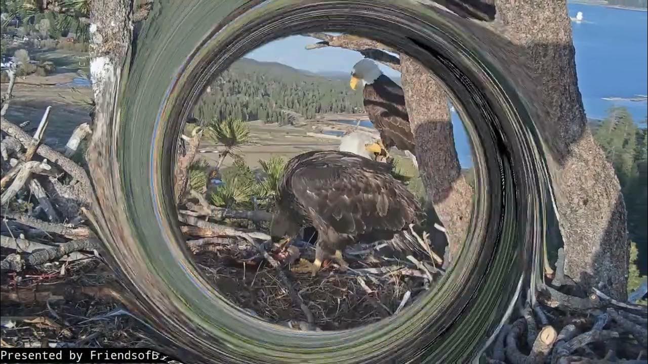 An evening with the family Big Bear Bald Eagle Live Nest Cam YouTube