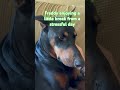 Taking a little break #lifeisbutadream #dogs #doberman #funny