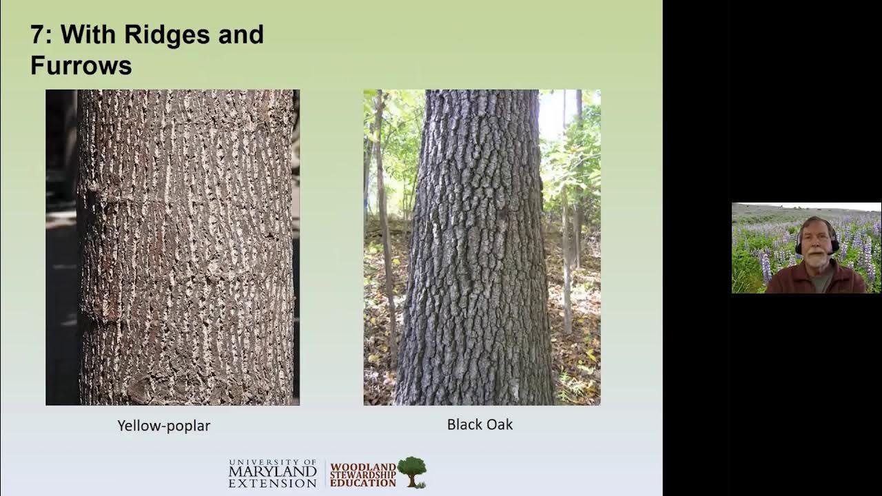 Winter Tree Care, Protection and Identification - Department of Lands