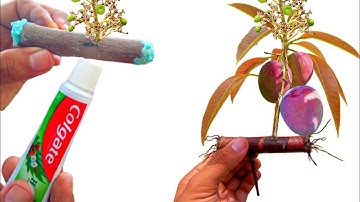 Cool Method How I Propagation Mango Tree From Cutting l Quick Budding No Fungus