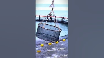 Fish farming at sea- Good tools and machinery make work easy