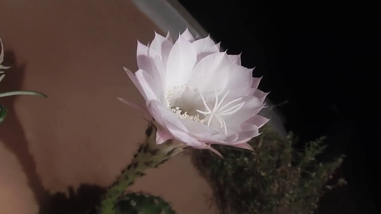 Cactus: l'apertura del fiore che dura un giorno