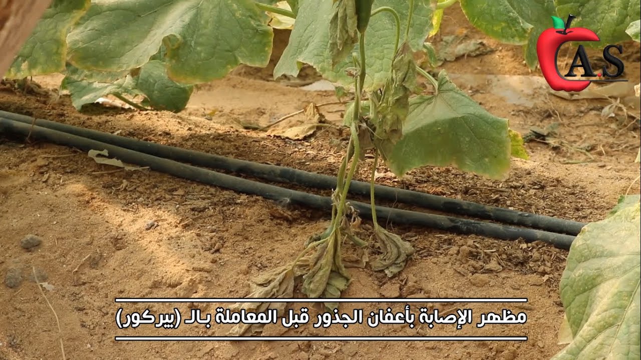 مكافحة اعفان الجذور في الخيار وطرق الوقاية والعلاج