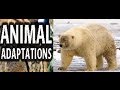 Animal Adaptations and Habitats