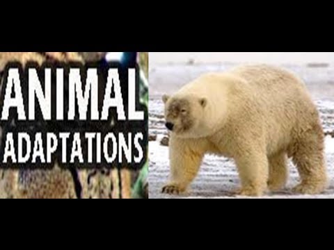 Animal Adaptations for Kids -Lesson with Quiz - YouTube