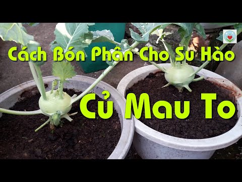 Cách Bón Phân Và Chăm Sóc Su Hào Củ To Như Bát Tô Và Không Bị Nứt Thối. mới 2023