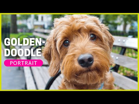Video: The Double Doodle: Ein perfekter Familienhund