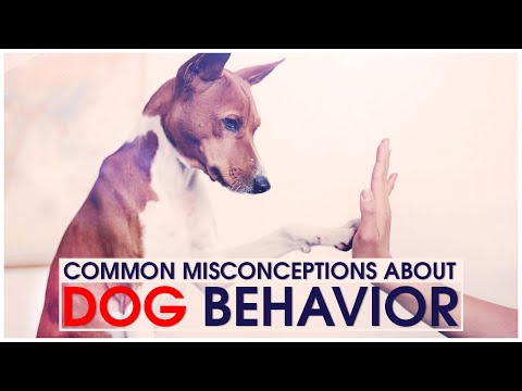 Video: Educate The Masses: Common Assumptions About Dogs Explained