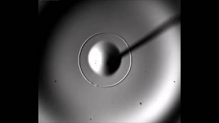 Marangoni-driven flower-like patterning of an evaporating drop spreading on a liquid substrate