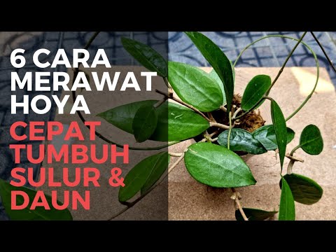 Video: Hoya harum - perawatan di rumah