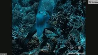 hypno cuttlefish GIF - Find & Share on GIPHY