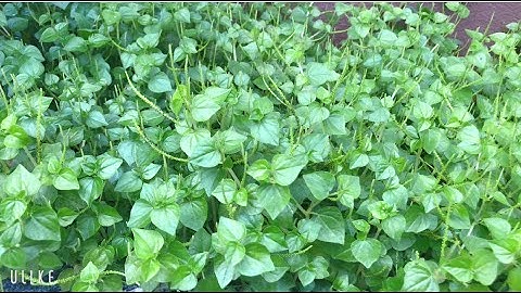 Công dụng của cây rau càng cua và những món ăn từ rau càng cua