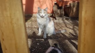 Cat rescue poor mommy cat lets kitten eat all the food by Animal Story 51 views 3 years ago 4 minutes, 13 seconds