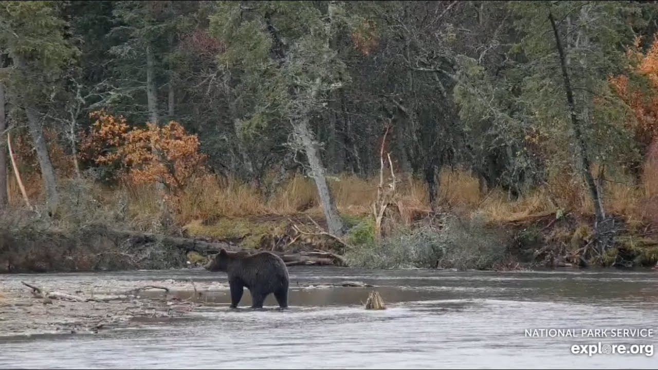 504M Looks All Over for Fish - October 22, 2025 (explore.org)