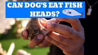 Can Dogs Eat Fish Heads?!?!