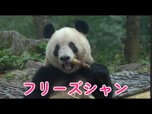 ⭐︎シャンシャンです、5本⭐︎ ⭐︎シャンシャンです、5本⭐︎ 2025年最新】上野動物園 パンダ