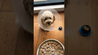 Will he like it? | Post surgery care #dogs #dogshorts #oodles #dog #shortsvideo #shorts