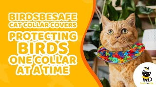 Protecting Birds, One Collar at a Time | Birdsbesafe Cat Collar Covers