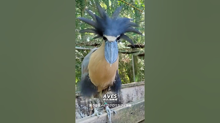 ¡Estas Aves Hacen Sonidos Que Te Dejarán Sin Palabras!