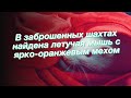 В заброшенных шахтах найдена летучая мышь с ярко-оранжевым мехом