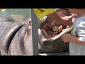 カバのガイド (宇都宮動物園) 2018年4月30日 の動画、YouTube動画。