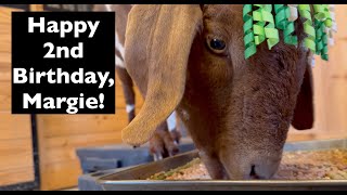 Margie is two years old! Happy Birthday, Margie Goat!!!!!