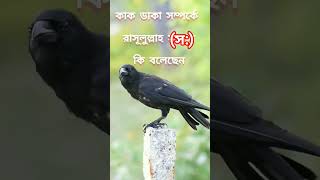 কাক ডাকা সম্পর্কে রাসূল সাল্লাহু সালাম যা বললেন