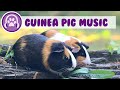 3 Hour Music Video for Guinea Pigs - Natural Stress and Anxiety Cure!