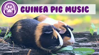 3 Hour Music Video for Guinea Pigs - Natural Stress and Anxiety Cure!