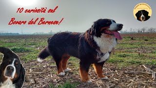 10 CURIOSITA' sul BOVARO DEL BERNESE