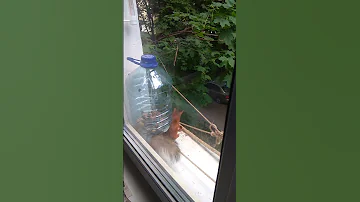 Рыжая белка продолжение