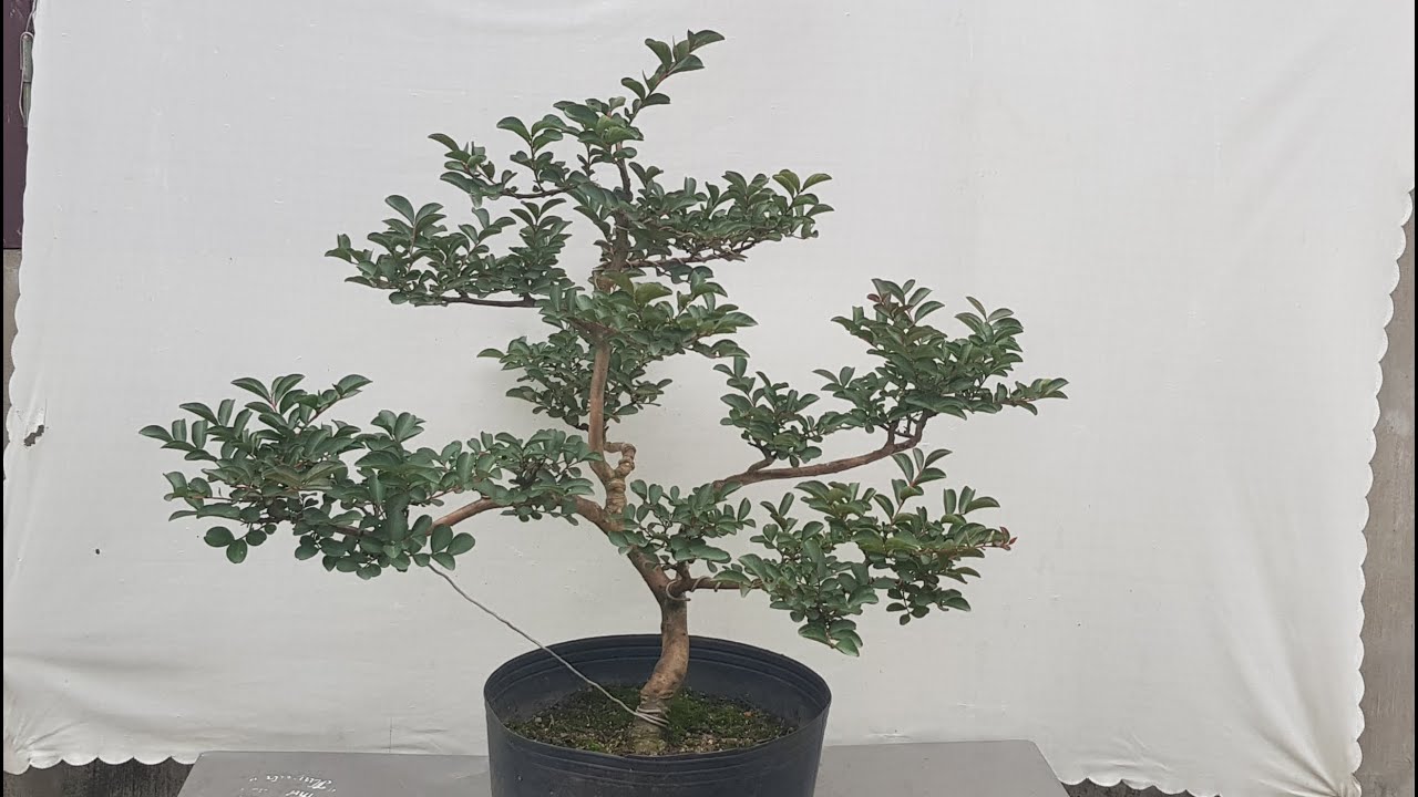 Pruning branches and leaves helps to reshape the bonsai tree