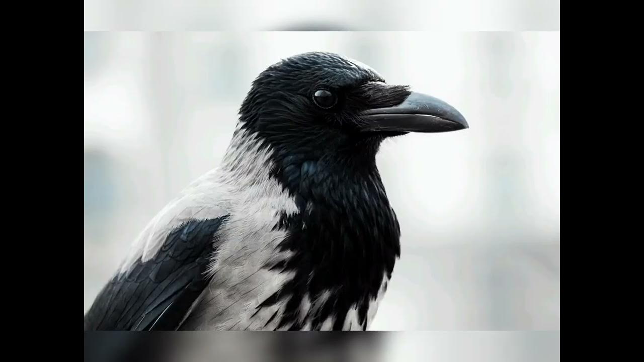 вороны ютуб. ворона с красными глазами. вороны ютуб. глаз вороны. две вороны.