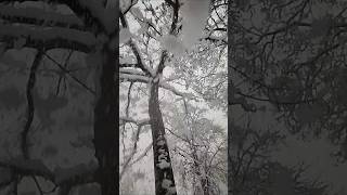 Schnee Baum Ästen Schneelast Lawine Ast Winter Wonderland Let it Snow Christmas Vibes Nature Land