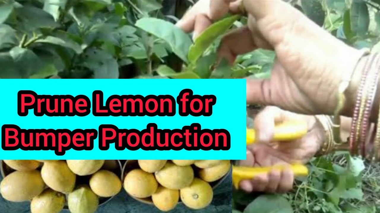 When & How to Prune Lemon Tree Prune for More Production/ नींबू की