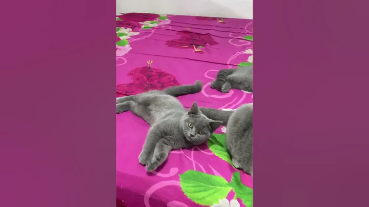 Watch the video about British shorthair 🥰 #cute #britishshorthair #reels #shortvideo #shorts