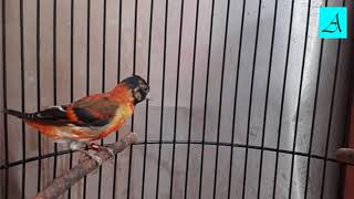 Langsung respon!!! Terapi Burung Red Siskin lelet dan males bunyi