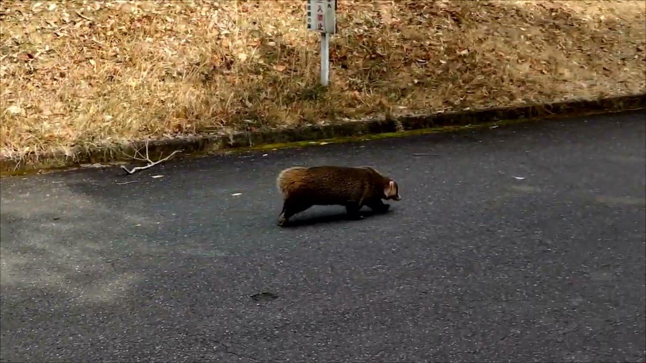 アナグマくん登場🎵