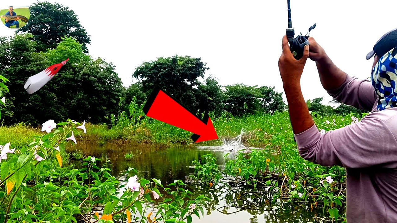 😯 “Unbelievable! Snakehead Fish Back to Back Attacks While Fishing 🎣😱