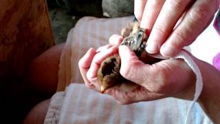 How to Make  Figure 8 Wing Bandage on Baby Chick With Angel Wing Resimi