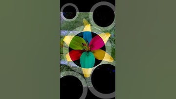 Beautiful flower editing. wait for end. #lightroom #shortsfeed #shortsvideo #edit #creative