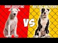 Dogo Argentino vs Bulldog Americano